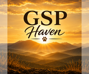 German Shorthaired Pointer Dog Breeder near RUTHERFORDTON, NC, USA