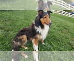Small breeder photo