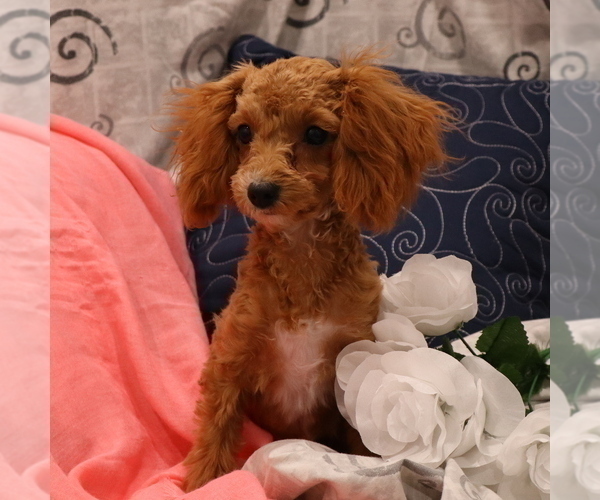Medium Photo #26  Breeder Profile in THORP, WI, USA
