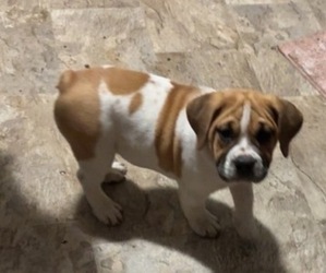 Bulldog Dog Breeder near SALINA, KS, USA
