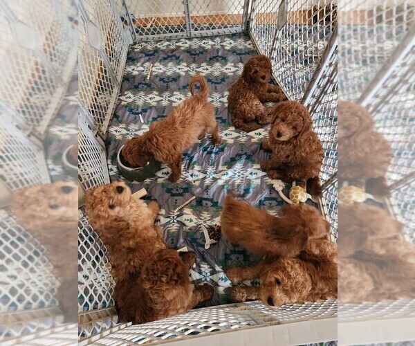Medium Photo #19  Breeder Profile in GRAND RAPIDS, MI, USA