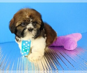 Shih Tzu Dog Breeder near SOUTHBURY, CT, USA