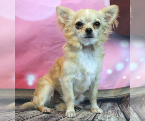 Medium Photo #9  Breeder Profile in SALINA, KS, USA