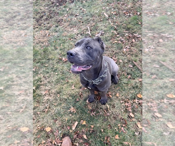 Medium Photo #1  Breeder Profile in ORANGE, NJ, USA