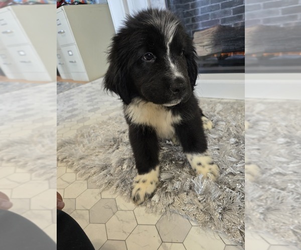 Medium Photo #26  Breeder Profile in TILTON, IL, USA