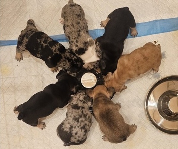 Medium Photo #2  Breeder Profile in CHINO HILLS, CA, USA