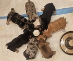 Small #1 Breeder Profile image