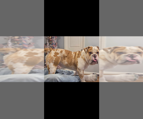 Medium Photo #1  Breeder Profile in SMITHS GROVE, KY, USA