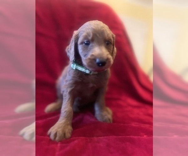 Medium Photo #9  Breeder Profile in CLAREMORE, OK, USA