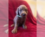 Small #8 Breeder Profile image