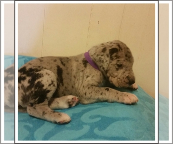 Medium Photo #1  Breeder Profile in ODESSA, TX, USA