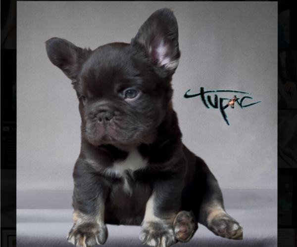 Medium Photo #5  Breeder Profile in OKLAHOMA CITY, OK, USA