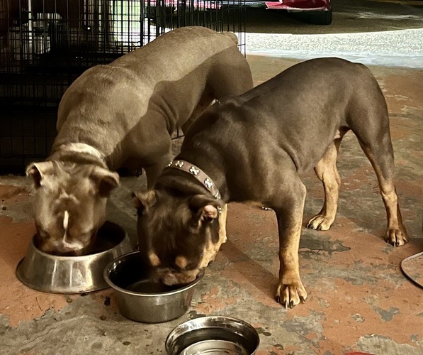 Medium Photo #1  Breeder Profile in HAYNEVILLE, AL, USA