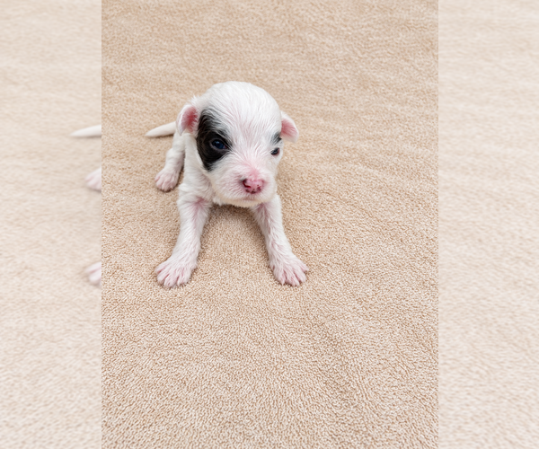 Medium Photo #5  Breeder Profile in WYLIE, TX, USA