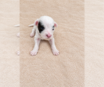 Small #4 Breeder Profile image