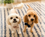 Small #6 Breeder Profile image