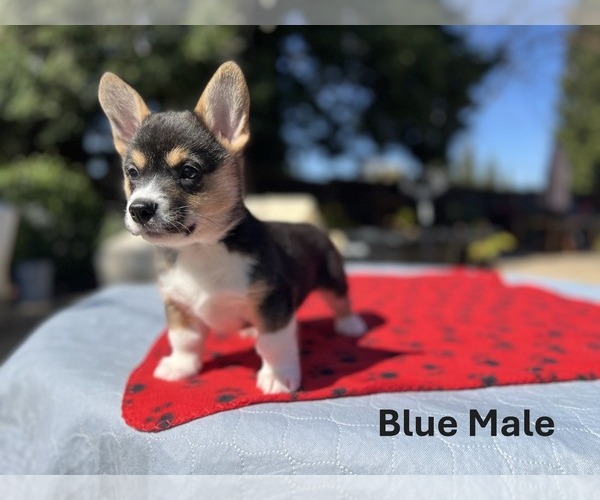 Medium Photo #1  Breeder Profile in SAN JOSE, CA, USA