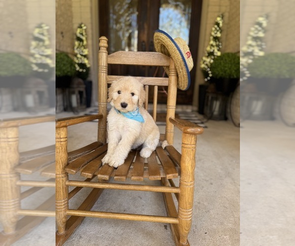 Medium Photo #16  Breeder Profile in MAGNOLIA, TX, USA