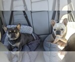 Small #3 Breeder Profile image
