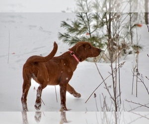 Labrador Retriever Dog Breeder near CHELSEA, VT, USA