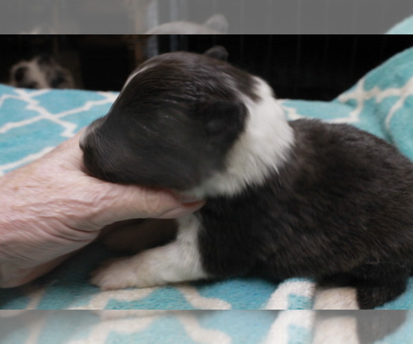 Medium Photo #12  Breeder Profile in BAINBRIDGE, NY, USA