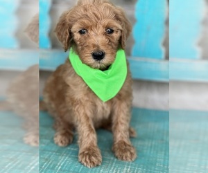 Goldendoodle Dog Breeder near HENRIETTA, TX, USA
