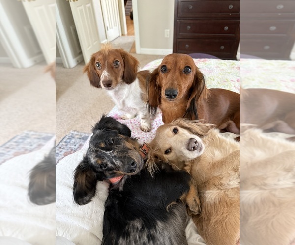 Medium Photo #33  Breeder Profile in LANEXA, VA, USA