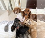 Small #32 Breeder Profile image