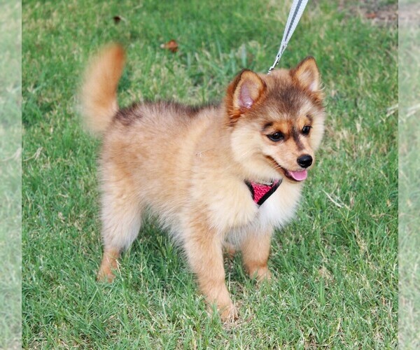Medium Photo #4  Breeder Profile in ROYSE CITY, TX, USA