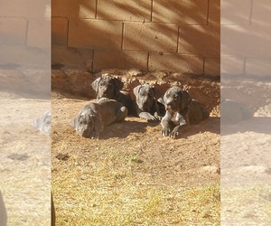 Cane Corso Dog Breeder near AVONDALE, AZ, USA