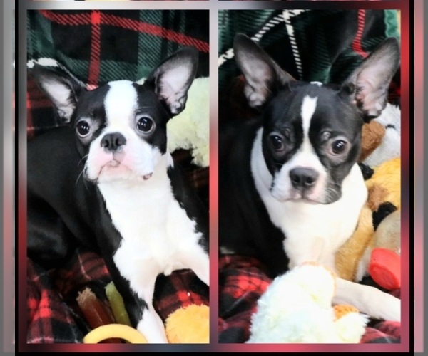 Medium Photo #1  Breeder Profile in ALGONA, IA, USA