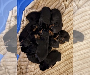 Rottweiler Dog Breeder near BATON ROUGE, LA, USA
