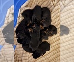 Small breeder photo