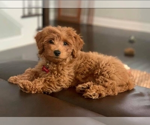 Medium Breeder Profile Photo