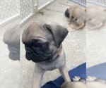 Small breeder photo