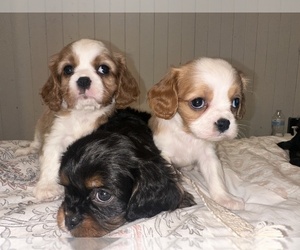 Cavalier King Charles Spaniel Dog Breeder near WAXAHACHIE, TX, USA