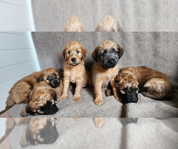 Medium Photo #6  Breeder Profile in CEDAREDGE, CO, USA