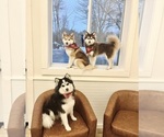 Small #23 Breeder Profile image