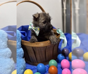 Scottish Terrier Dog Breeder near HASTINGS, NE, USA