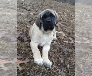 Mastiff Dog Breeder near WESTVILLE, OK, USA