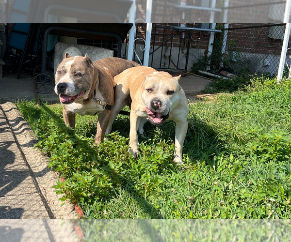 Medium Photo #1  Breeder Profile in MIDDLE RIVER, MD, USA
