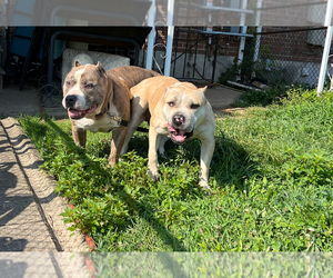 American Bully Dog Breeder near MIDDLE RIVER, MD, USA