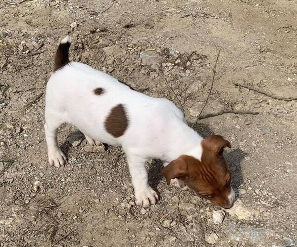 Medium Photo #19  Breeder Profile in KINGSVILLE, MO, USA