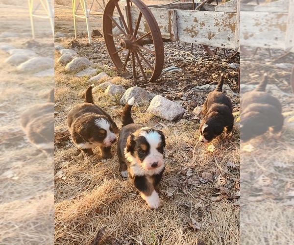 Medium Photo #8  Breeder Profile in WEBSTER, MN, USA