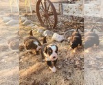 Small #7 Breeder Profile image