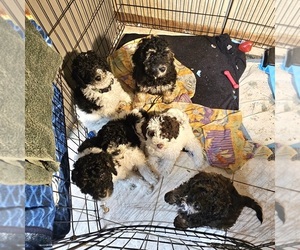 Poodle (Miniature) Dog Breeder near WHITEWATER, WI, USA