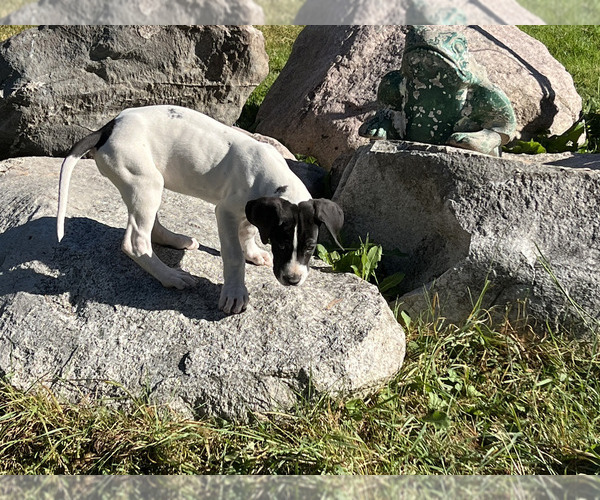 Medium Photo #27  Breeder Profile in ORR, MN, USA