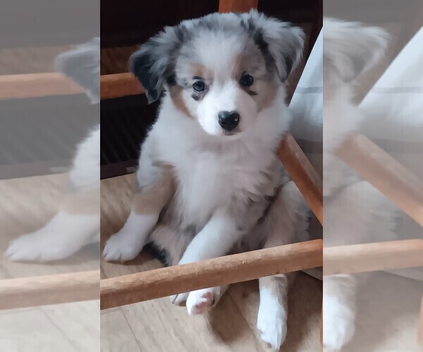 Medium Photo #33  Breeder Profile in BLACKSBURG, SC, USA