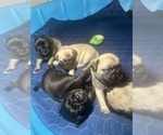 Small #11 Breeder Profile image