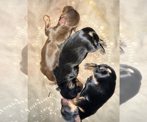 Yorkshire Terrier Dog Breeder near CLIFTON, NJ, USA